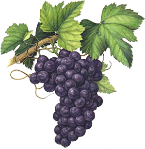 Un Grain De Raisin